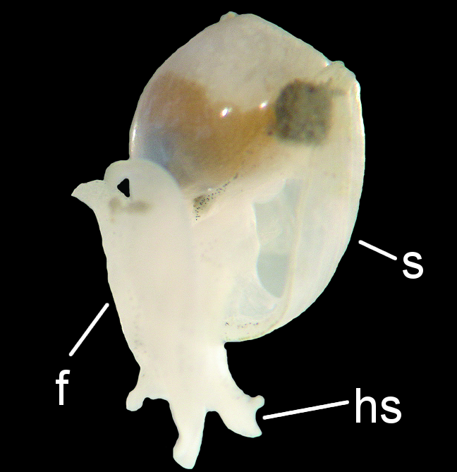 Snegler: Diaphana globosa.