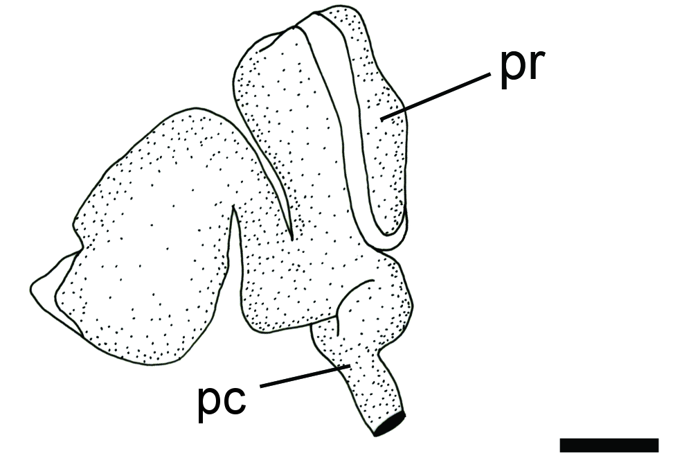 Snegler: Diaphana globosa.