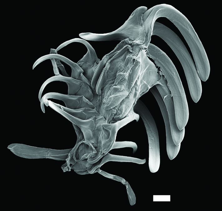 Boblesnegler: Diaphana globosa.