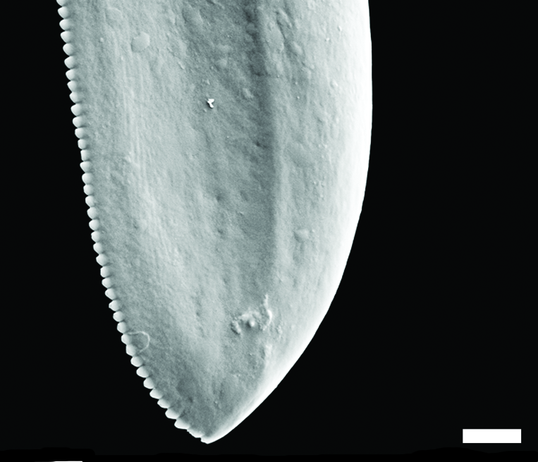 Boblesnegler: Diaphana globosa.