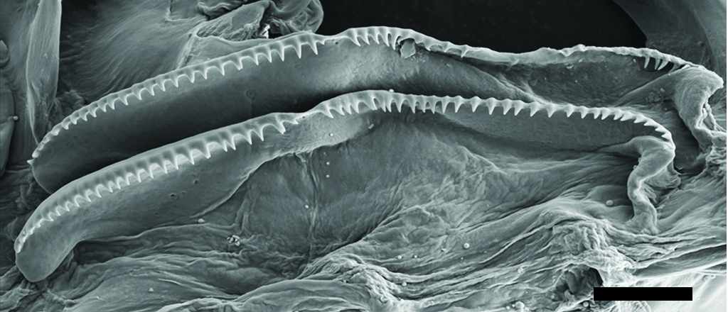 Snegler: Diaphana globosa.