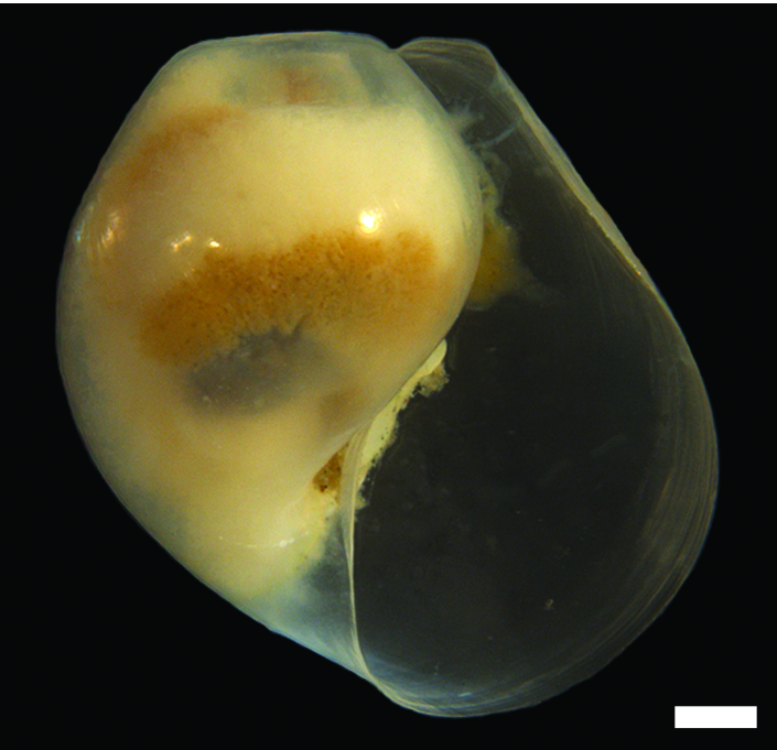 Snegler: Diaphana globosa.