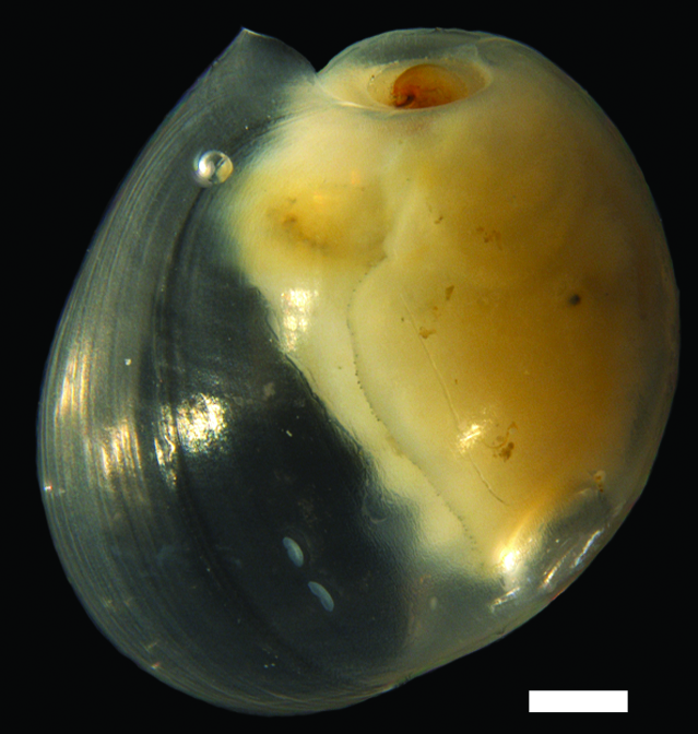 Snegler: Diaphana globosa.