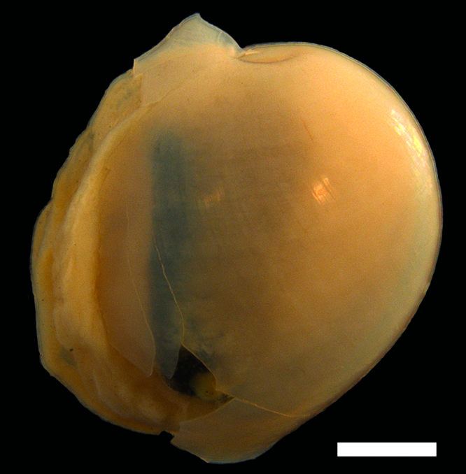 Snegler: Diaphana hiemalis.