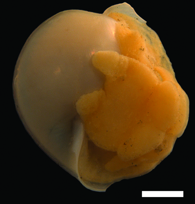 Snegler: Diaphana hiemalis.