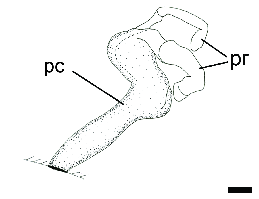 Snegler: Diaphana hiemalis.