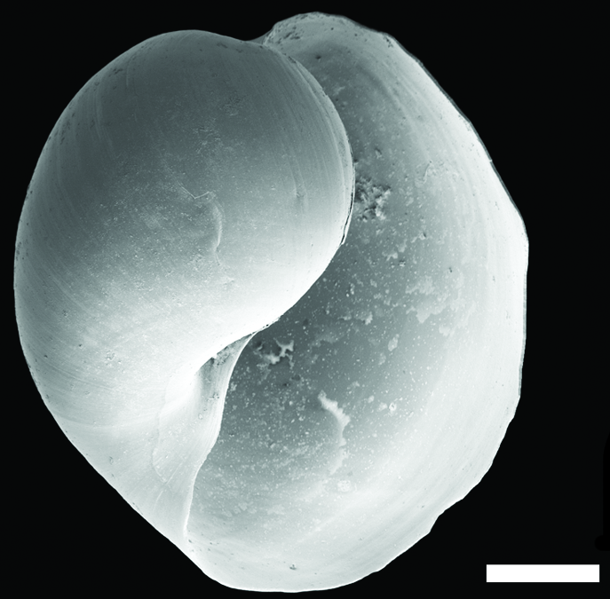 Snegler: Diaphana hiemalis.