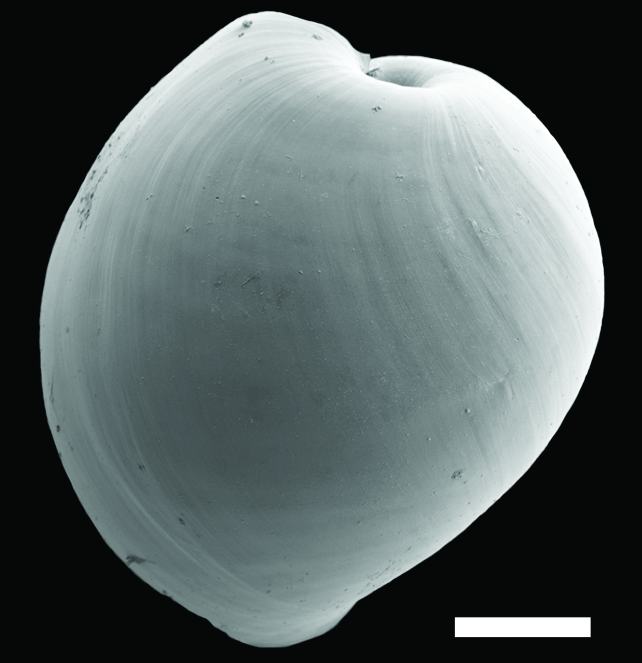 Snegler: Diaphana hiemalis.