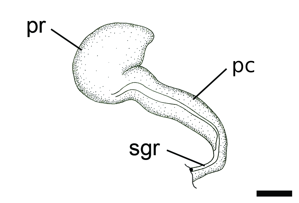 Boblesnegler: Diaphana lactea.