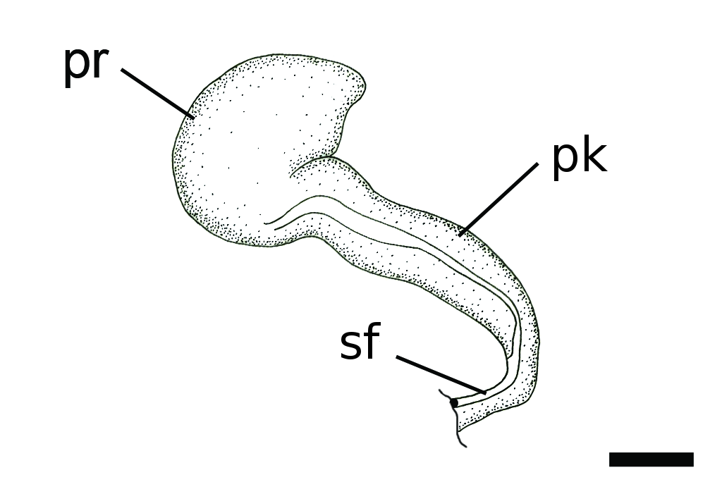 Boblesnegler: Diaphana lactea.