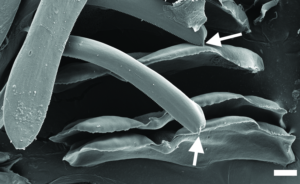 Boblesnegler: Diaphana lactea.