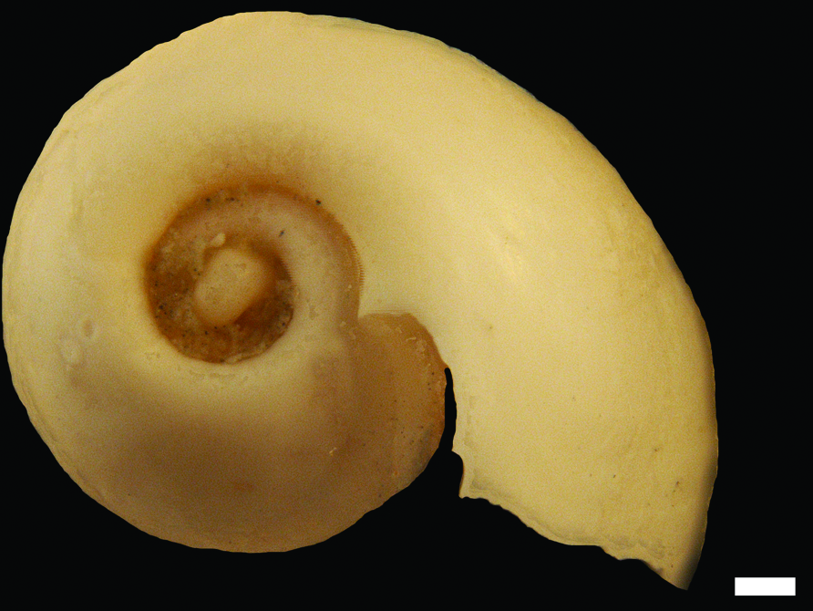 Snegler: Diaphana lactea.