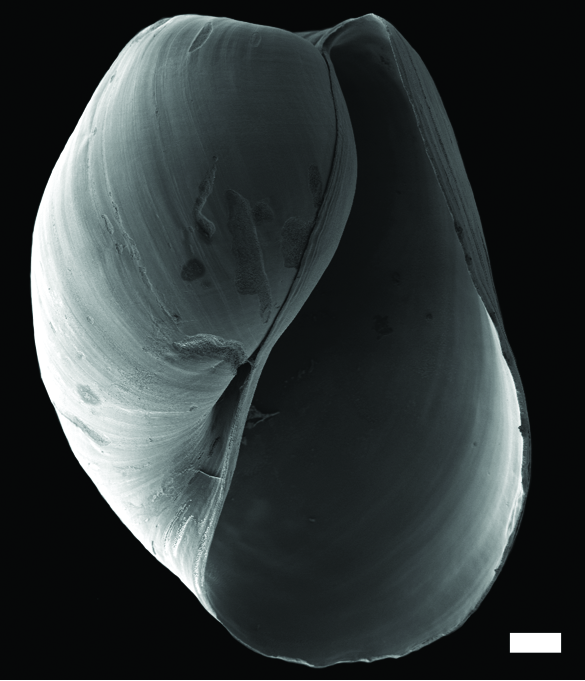 Snegler: Diaphana minuta.