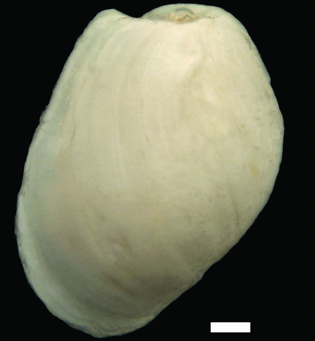 Snegler: Diaphana minuta.