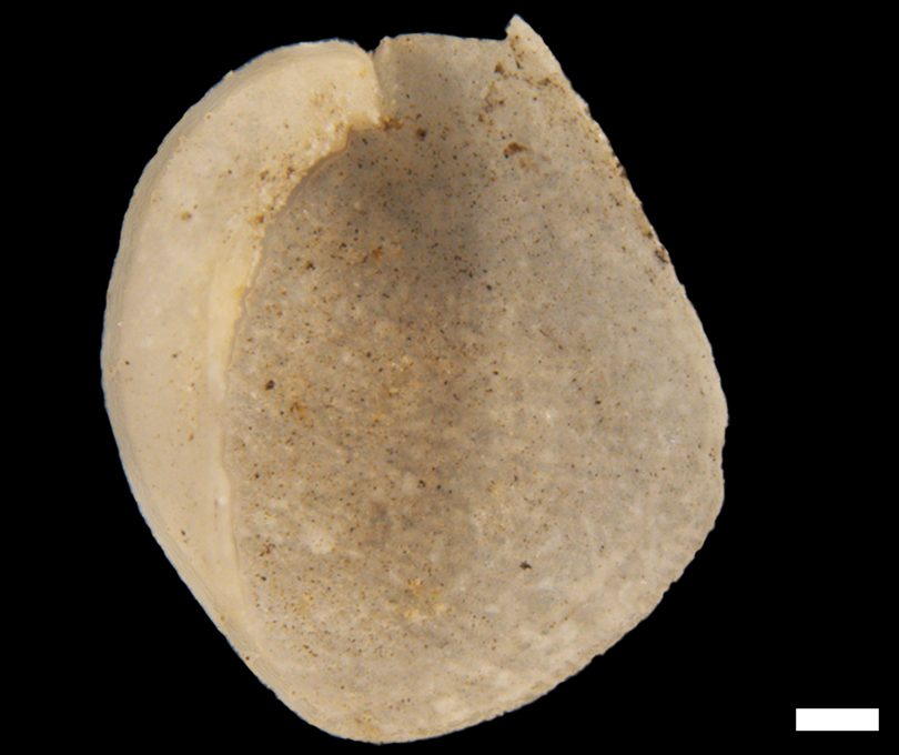 Boblesnegler: Philine angulata.