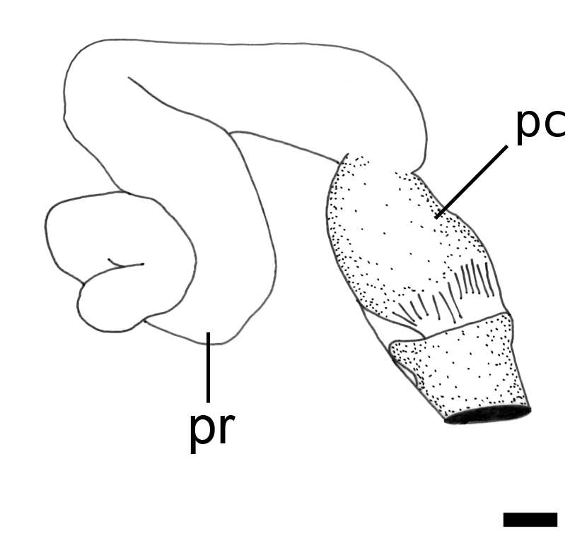 Boblesnegler: Philine confusa.