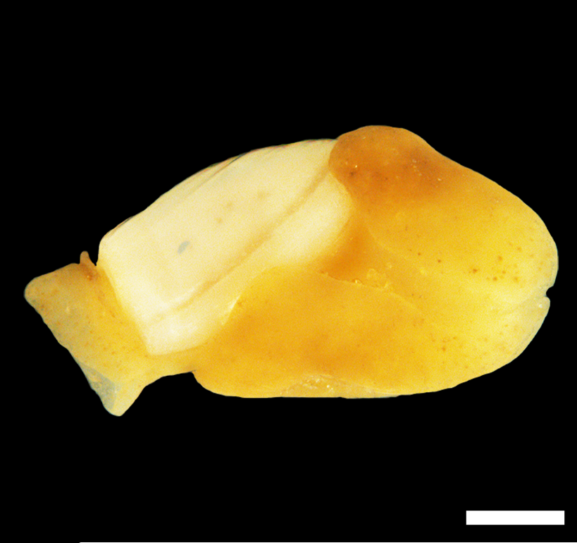 Boblesnegler: Philine denticulata.
