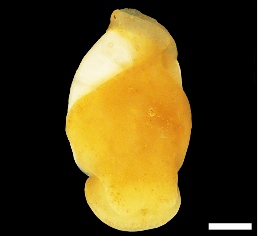 Boblesnegler: Philine denticulata.