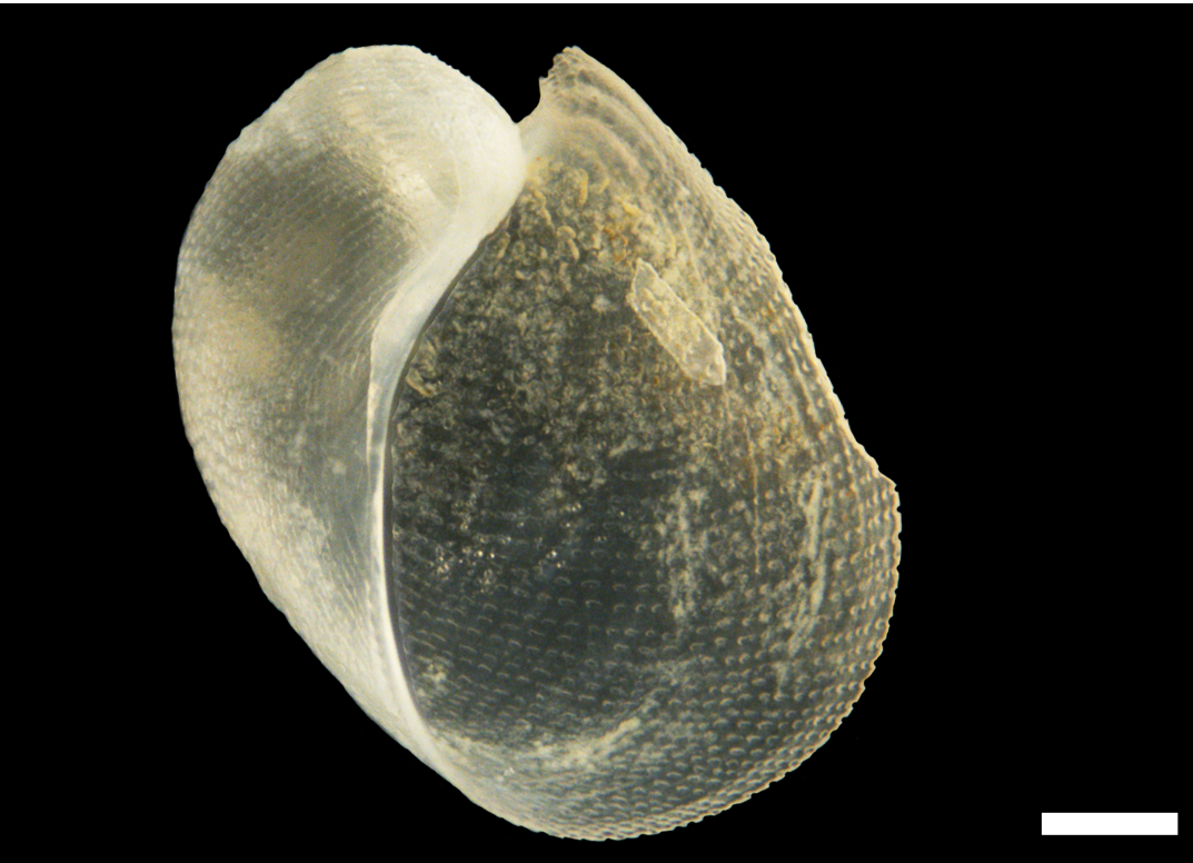 Snegler: Philine punctata.