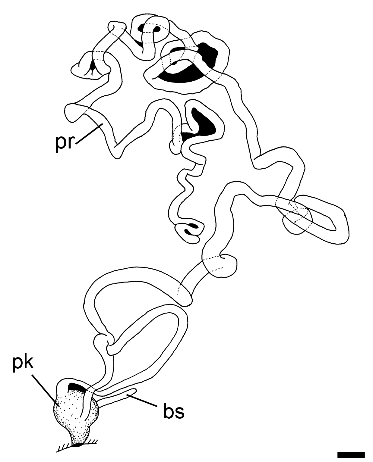 Boblesnegler: Philine quadripartita.