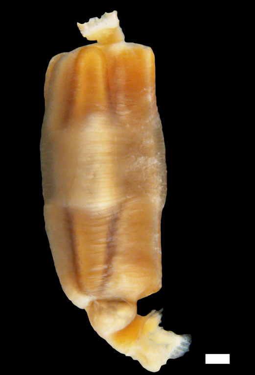 Snegler: Hermania scabra.