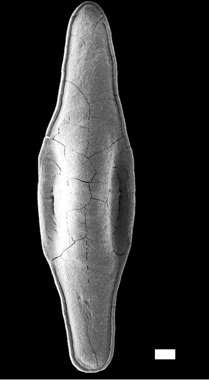 Boblesnegler: Hermania scabra.