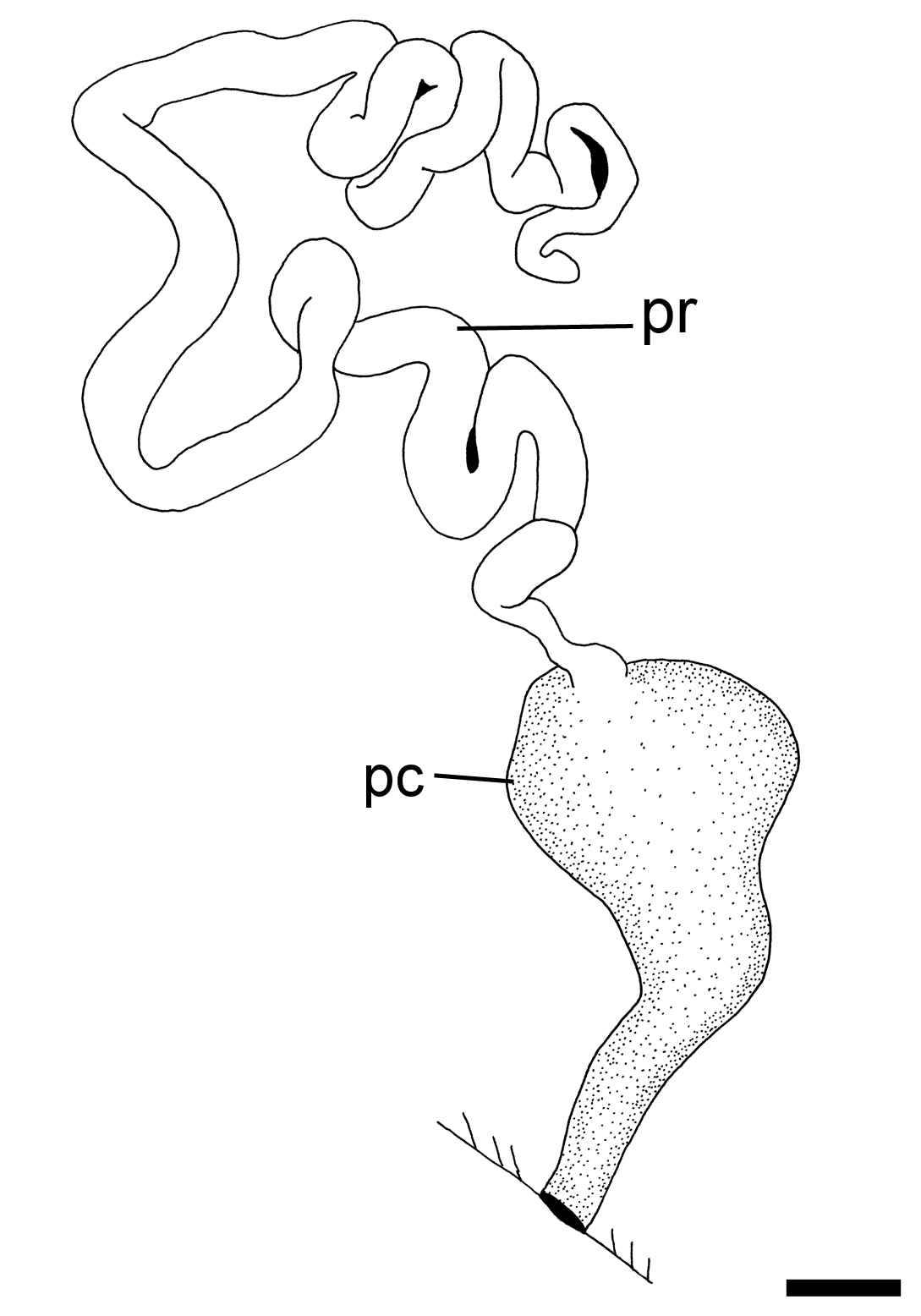 Snegler: Hermania scabra.