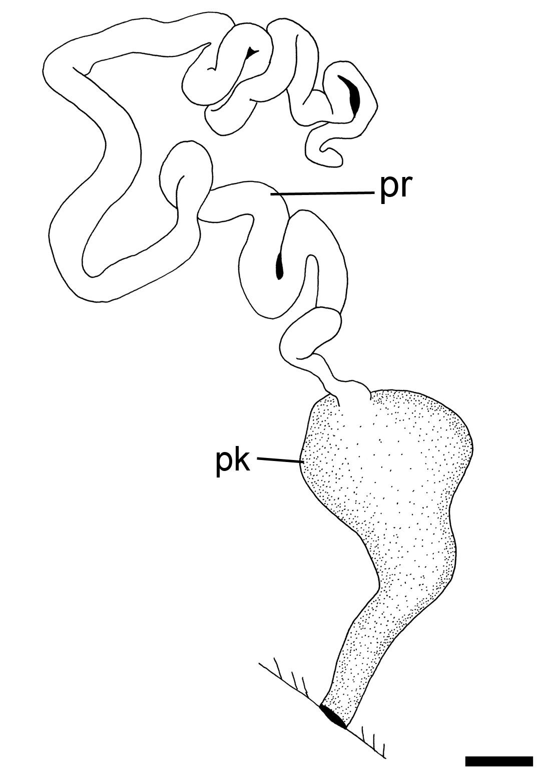 Boblesnegler: Hermania scabra.