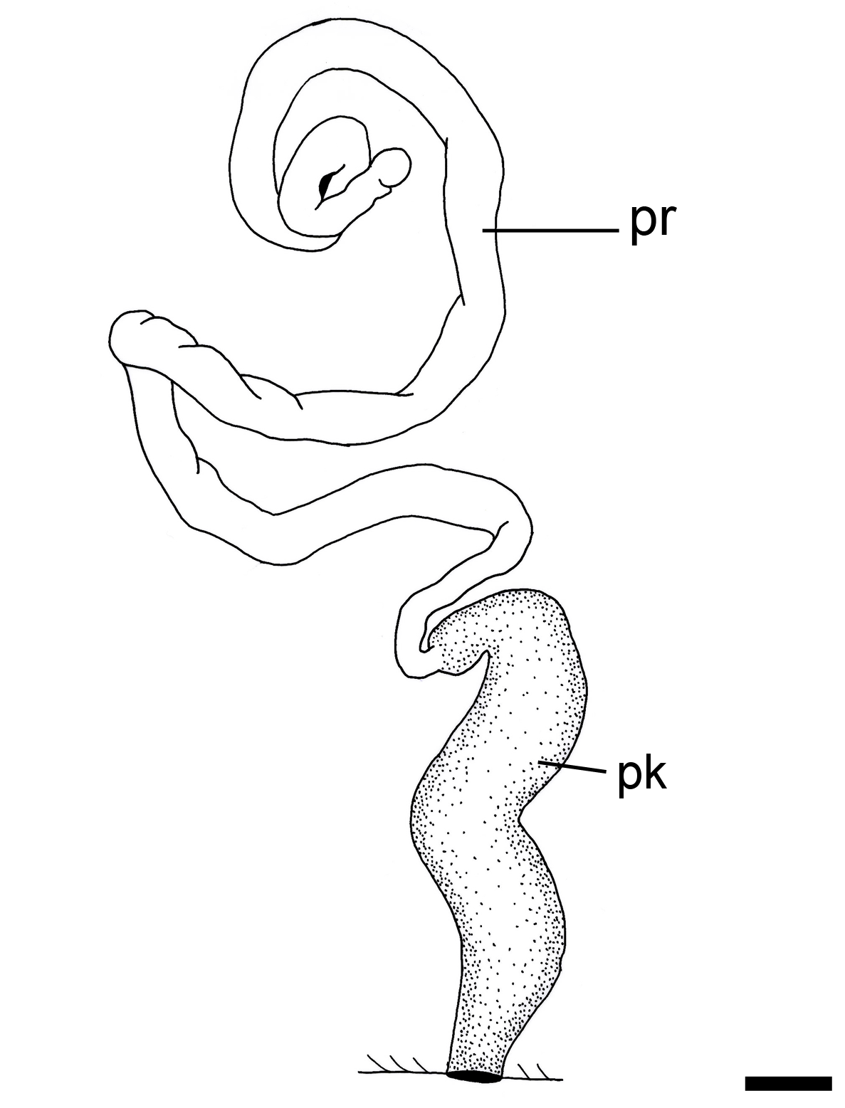Boblesnegler: Philine ventricosa.