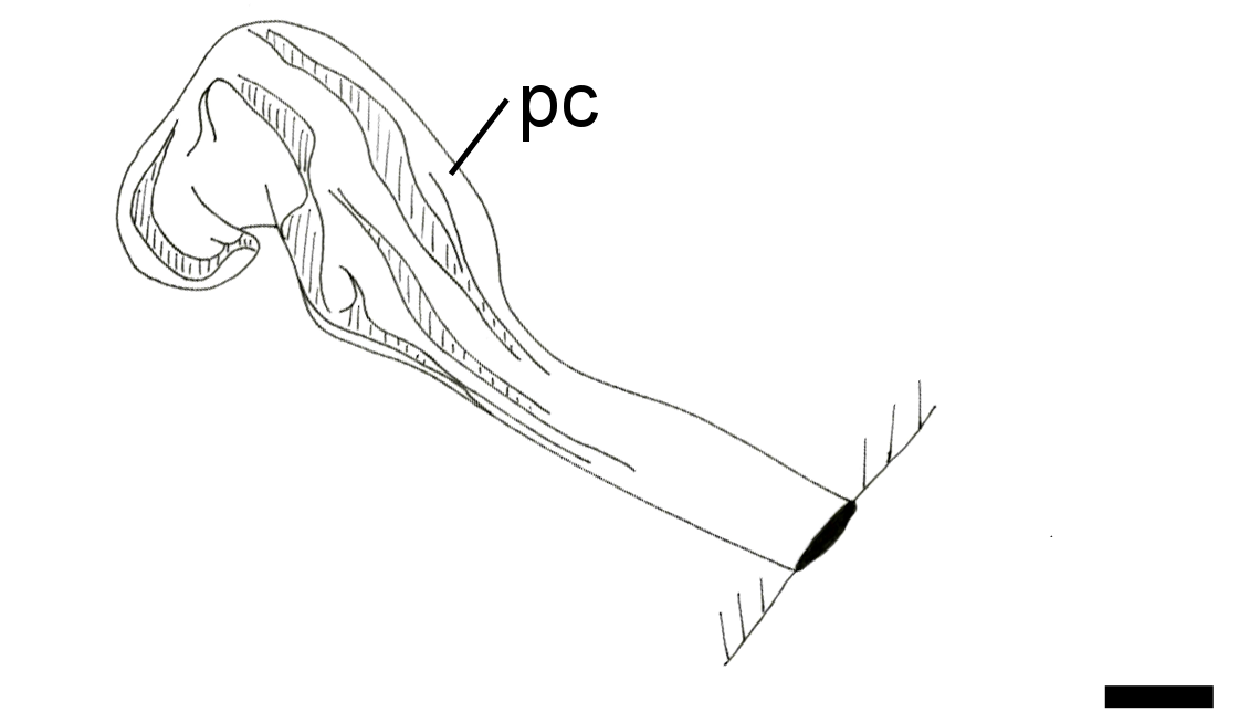 Snegler: Roxania utriculus.