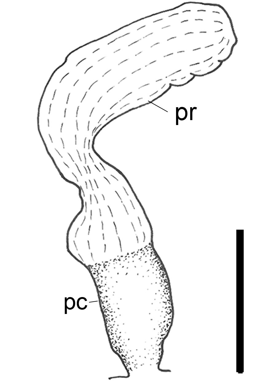 Boblesnegler: Scaphander lignarius.