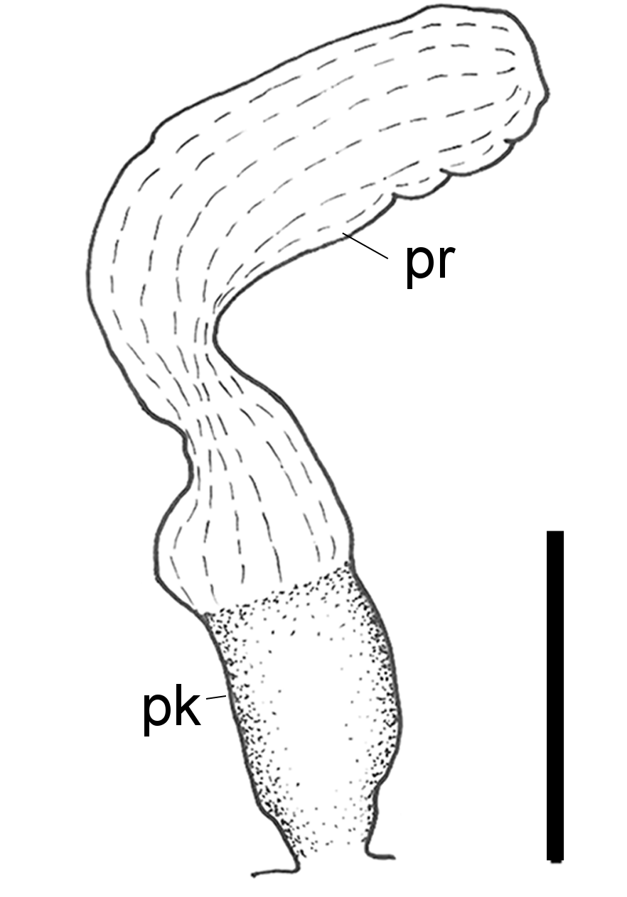 Snegler: Scaphander lignarius.