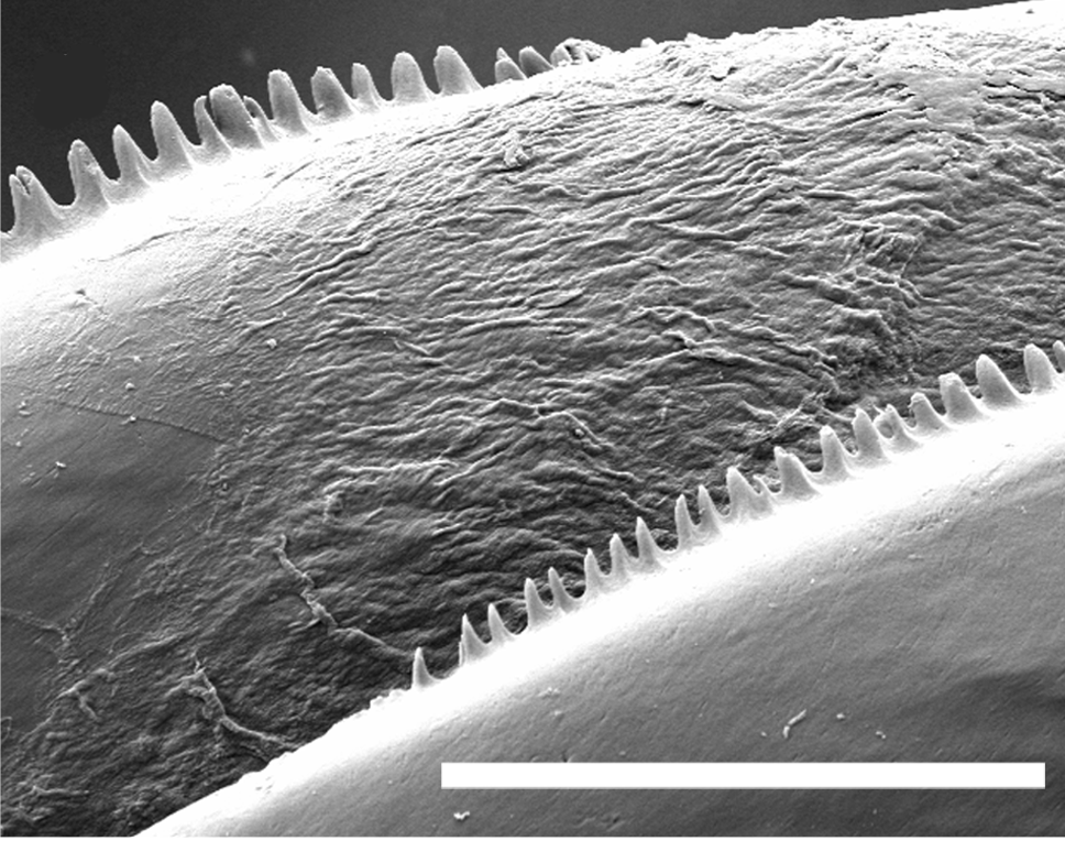 Snegler: Scaphander lignarius.