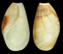 Boblesnegler: Scaphander lignarius.