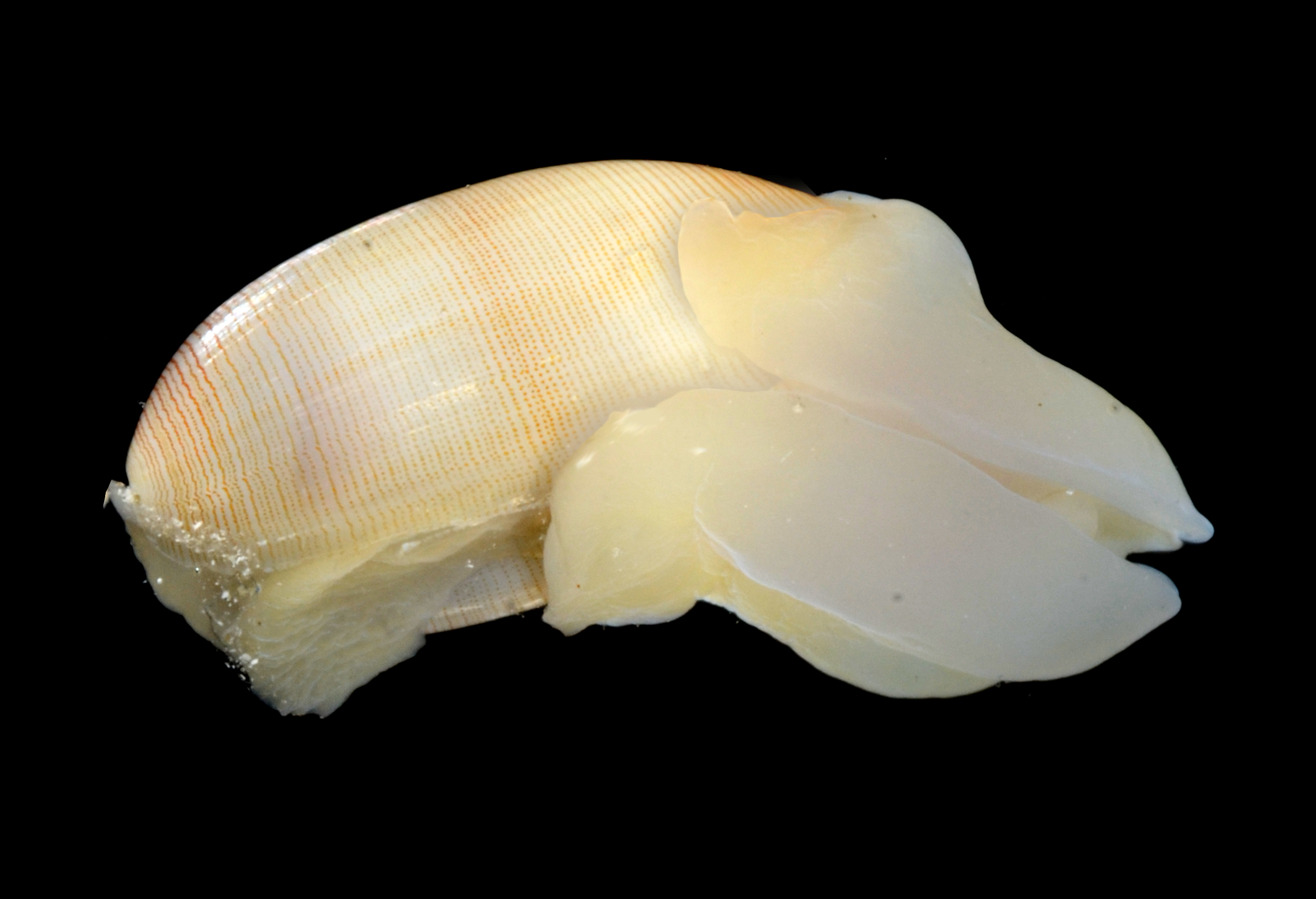 Snegler: Roxania utriculus.