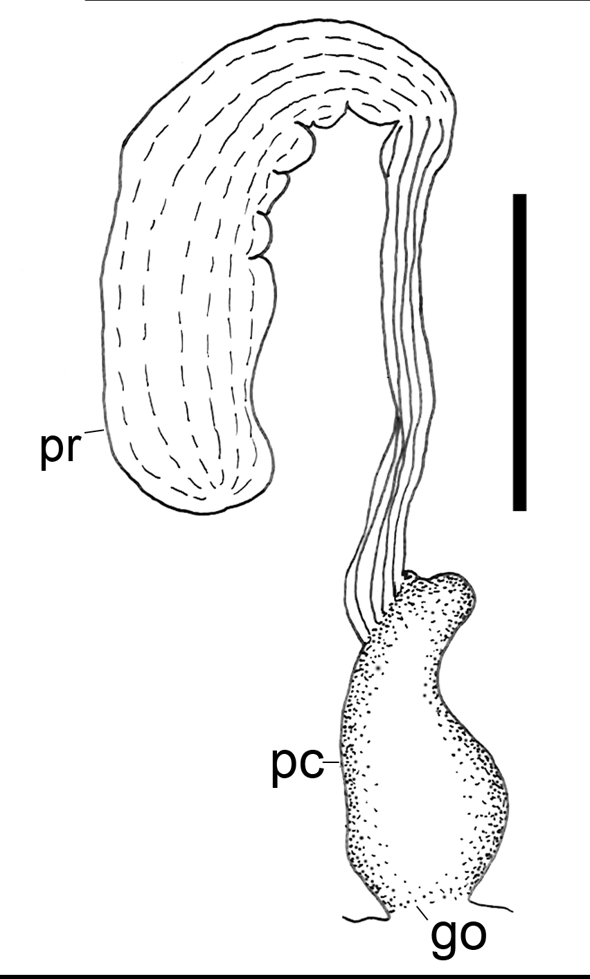 Snegler: Scaphander punctostriatus.