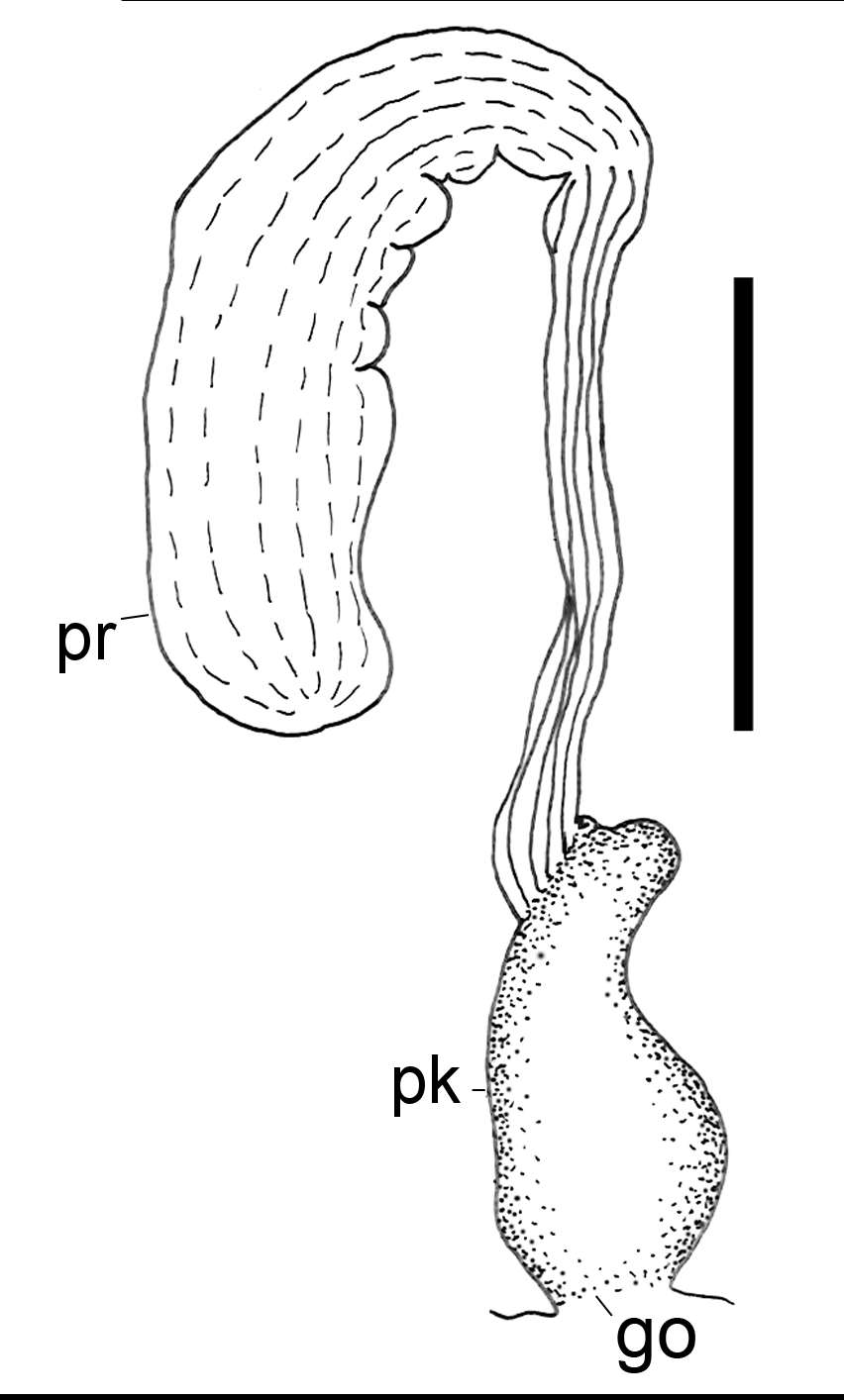 Snegler: Scaphander punctostriatus.