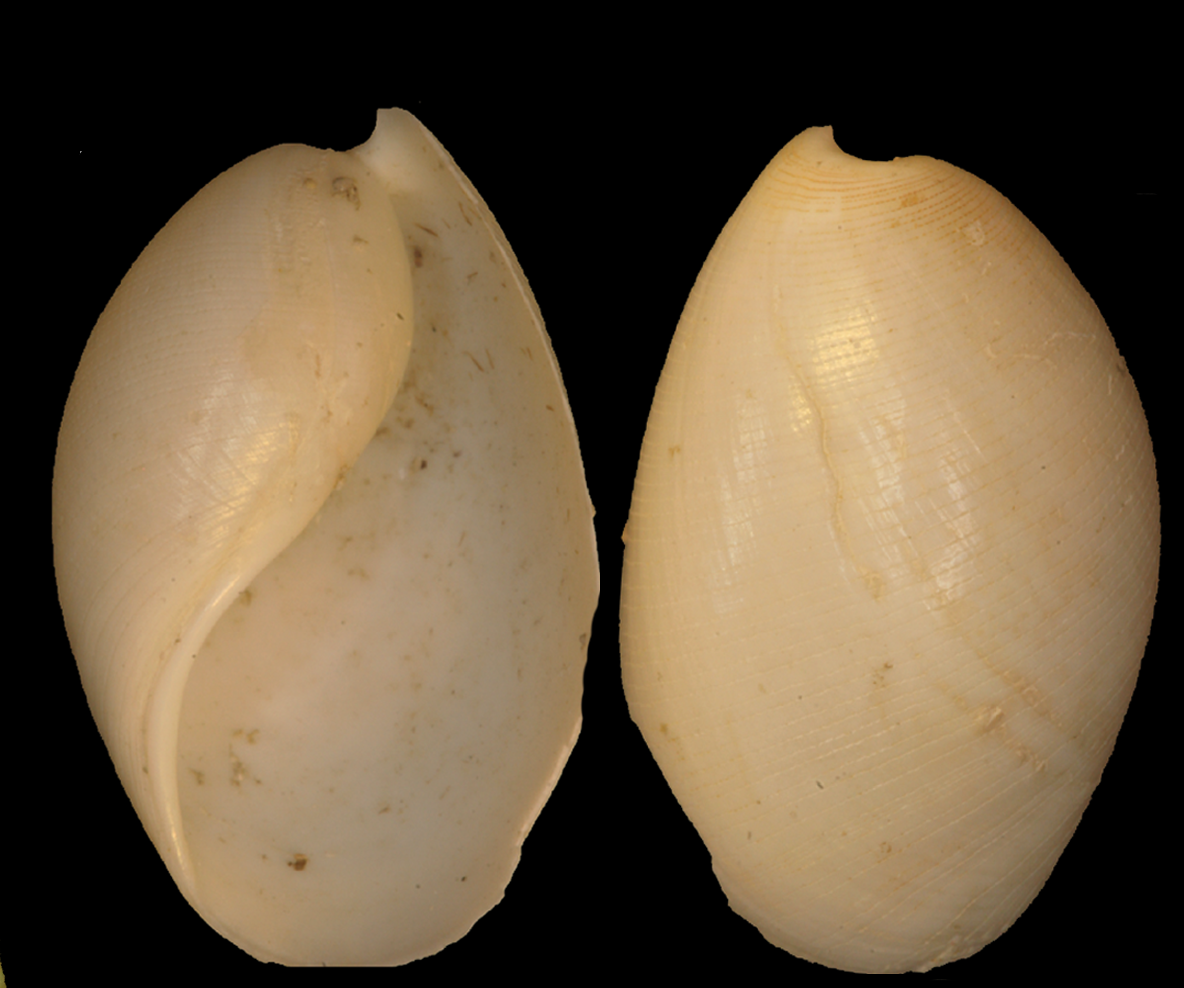 Snegler: Scaphander punctostriatus.