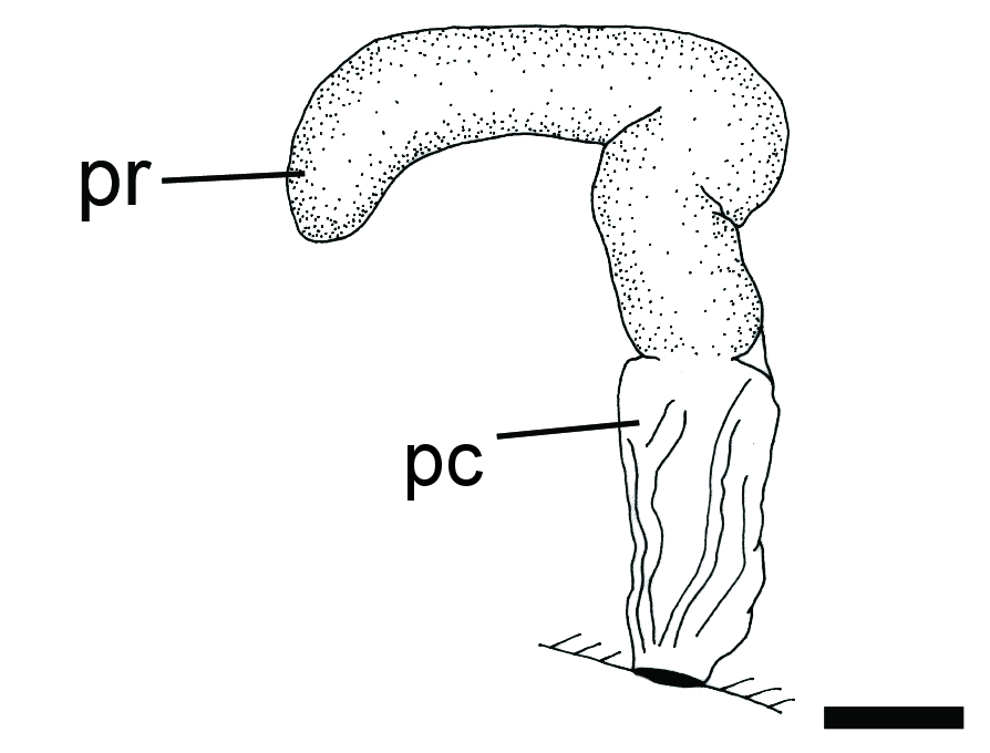 Snegler: Toledonia limnaeoides.