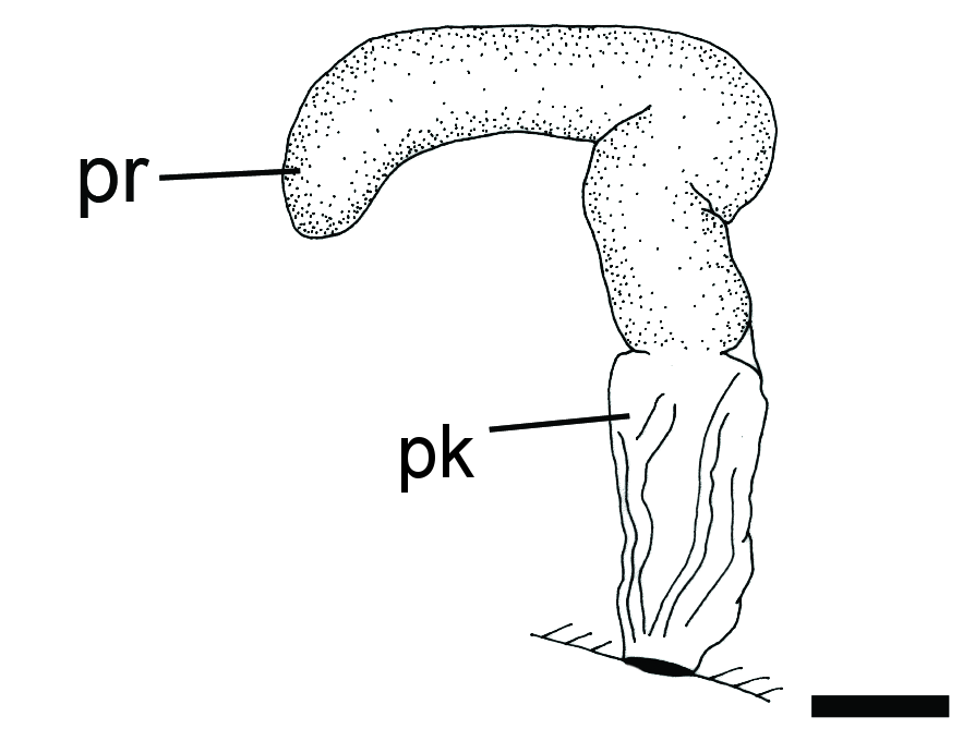 Snegler: Toledonia limnaeoides.