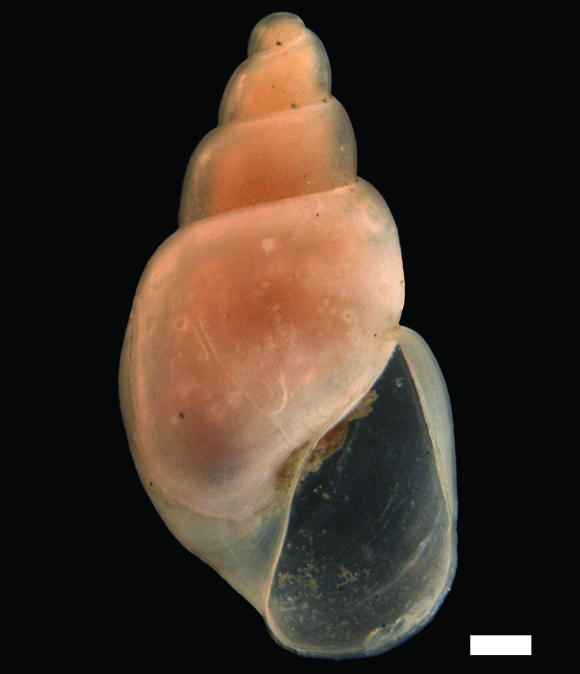 Snegler: Toledonia limnaeoides.