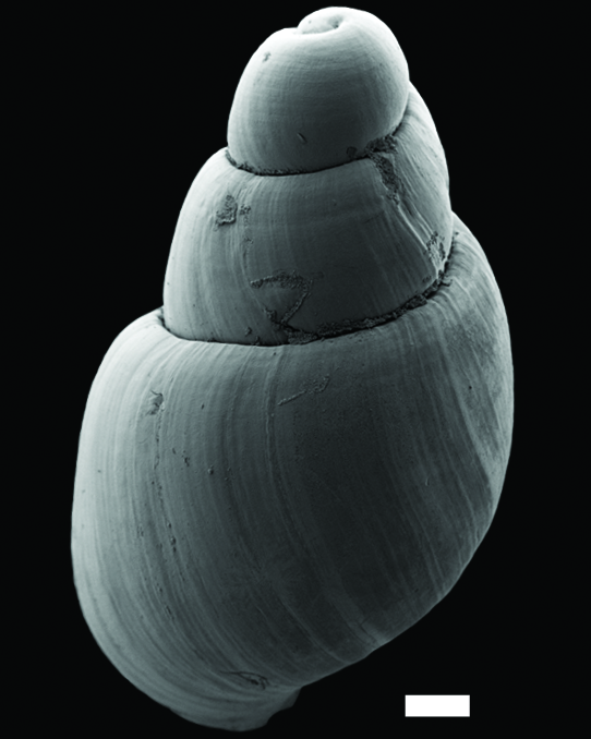 Snegler: Toledonia limnaeoides.