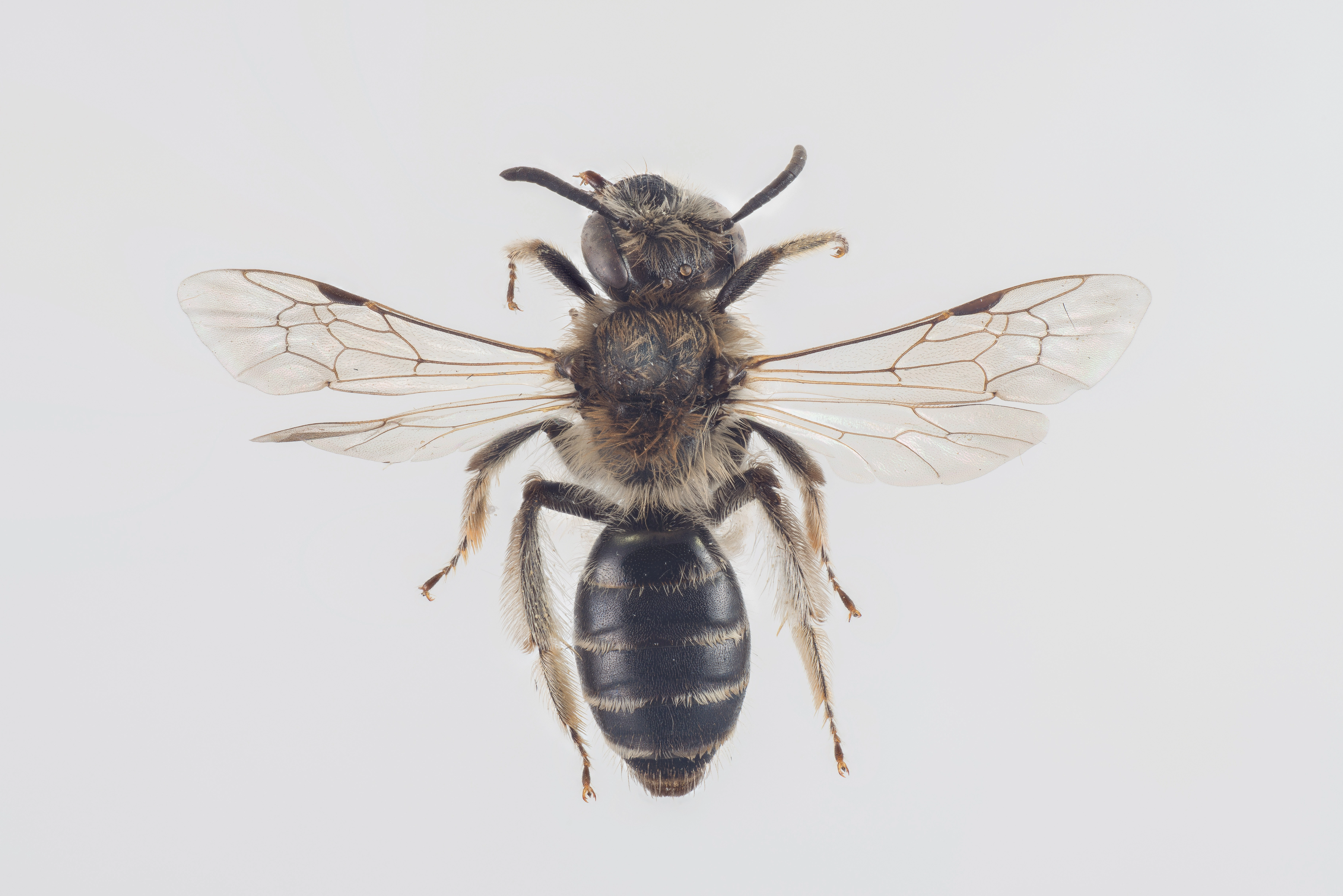 : Andrena argentata.