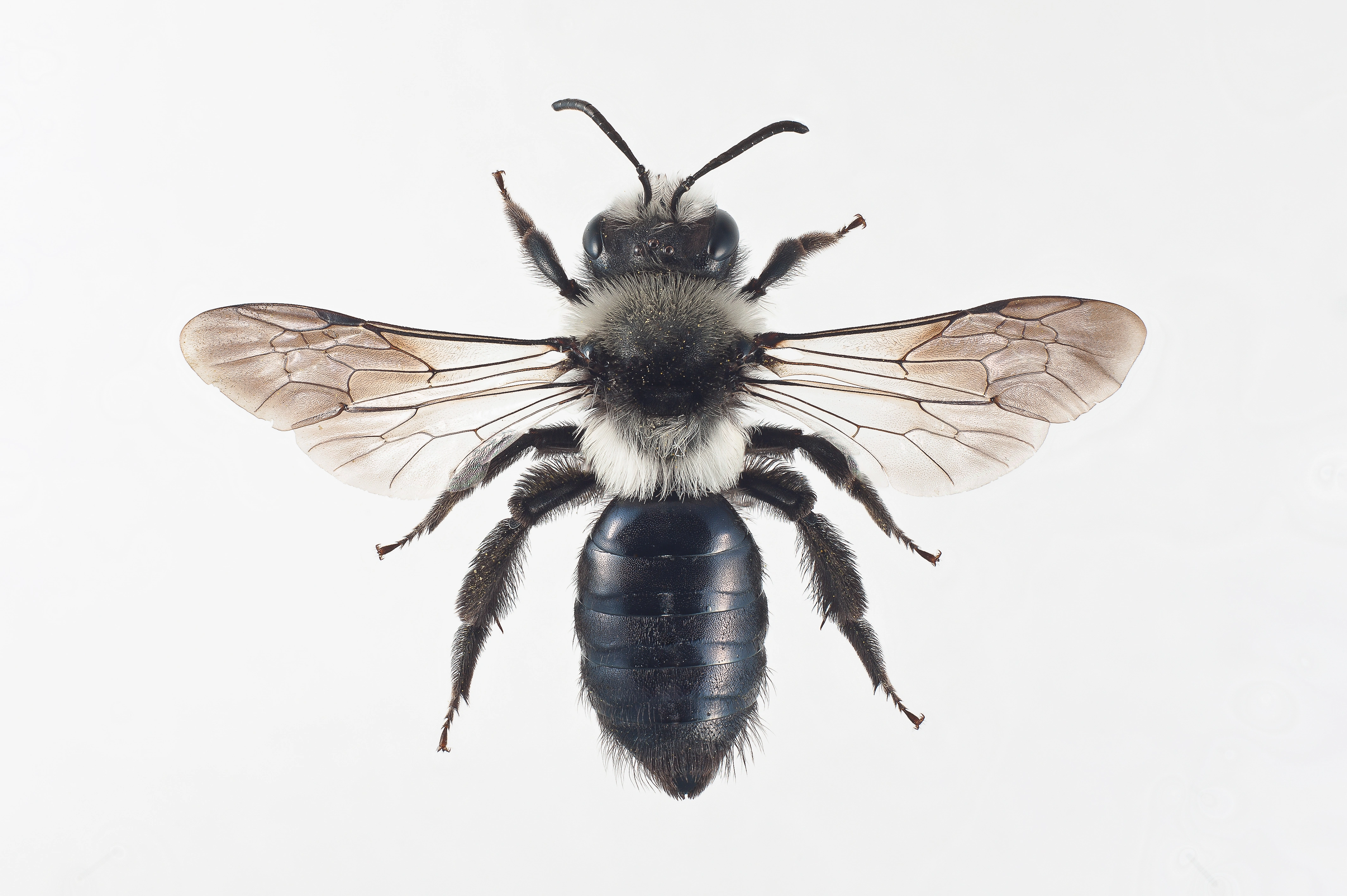 : Andrena cineraria.