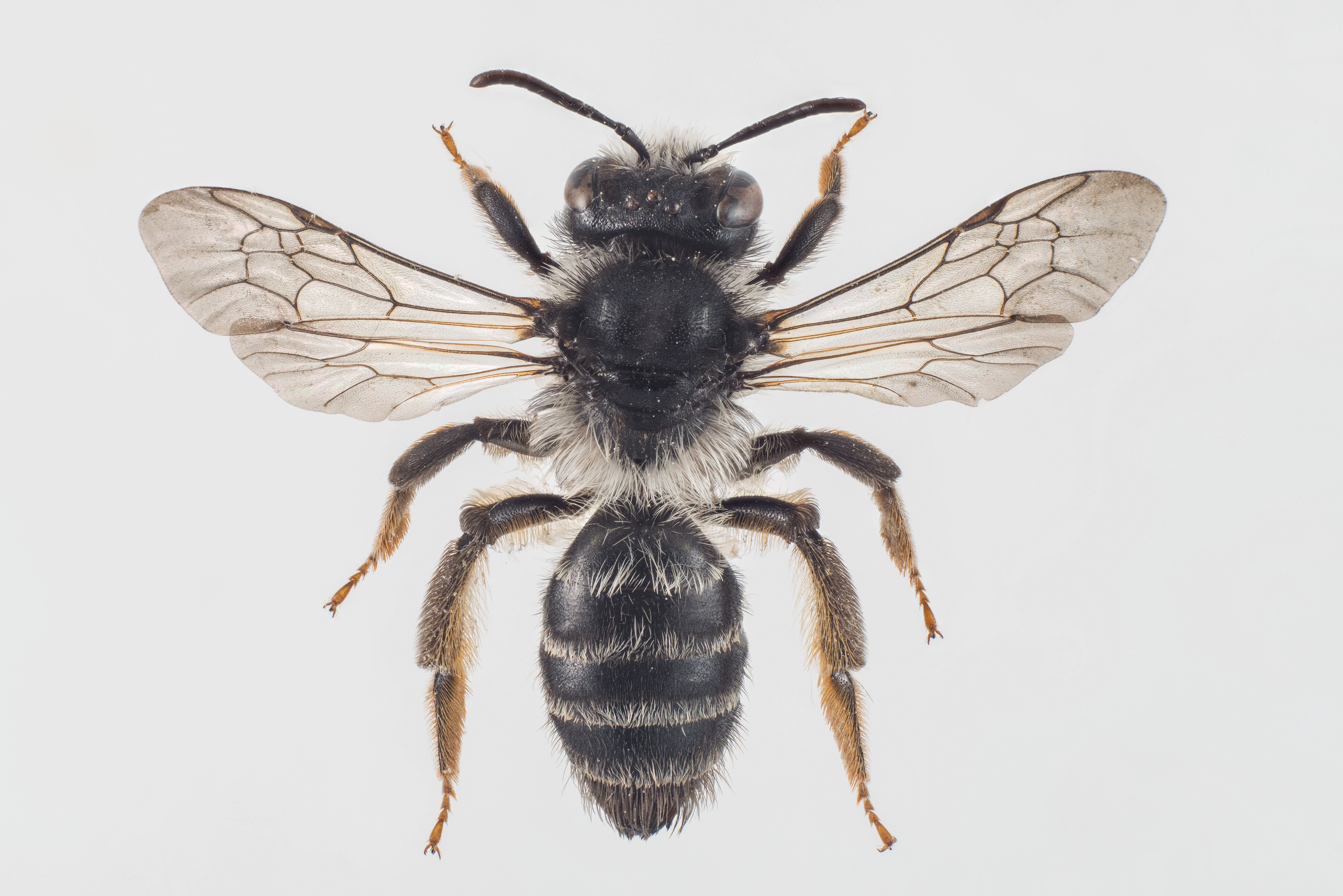 : Andrena denticulata.