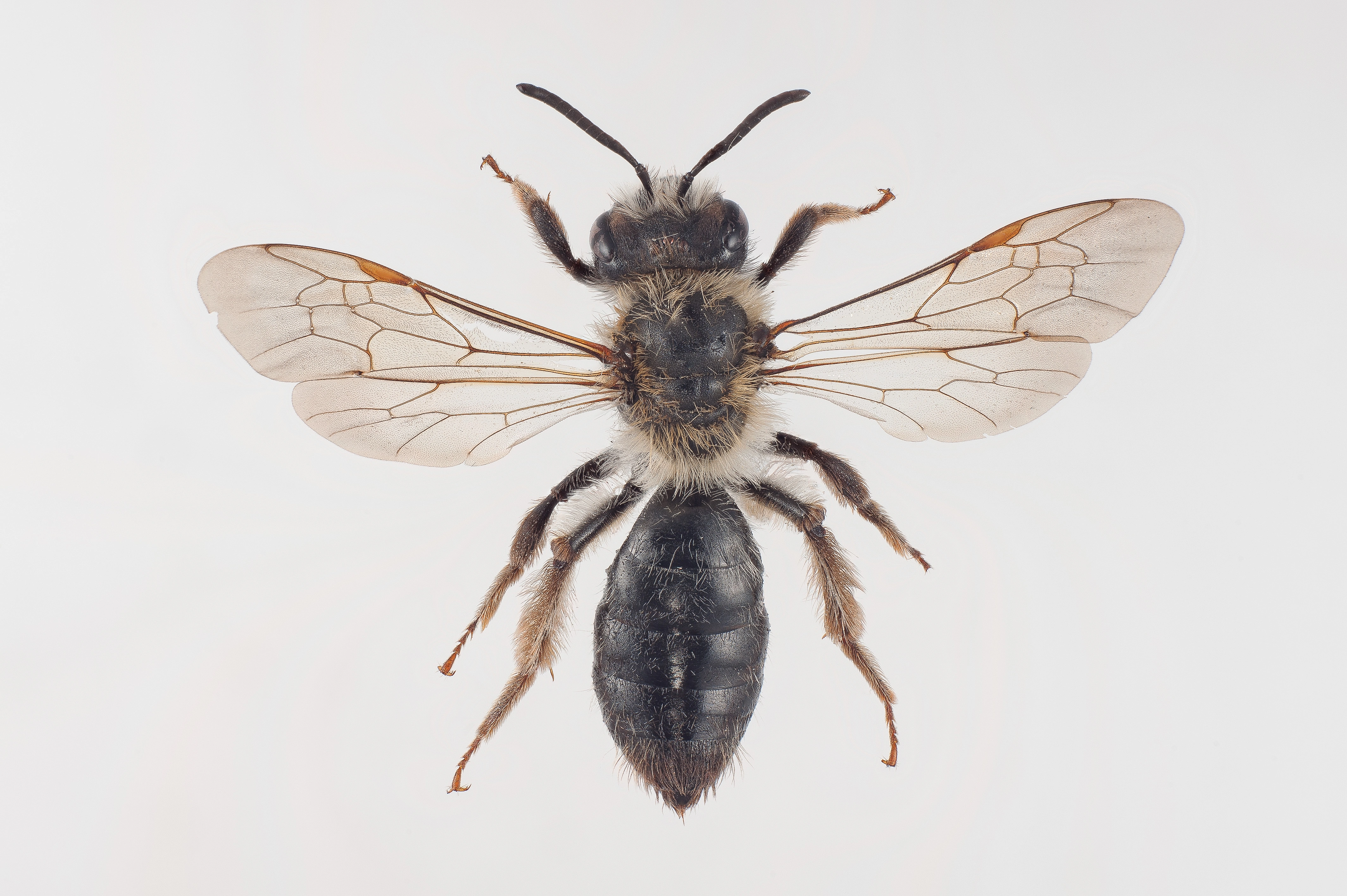 : Andrena fucata.