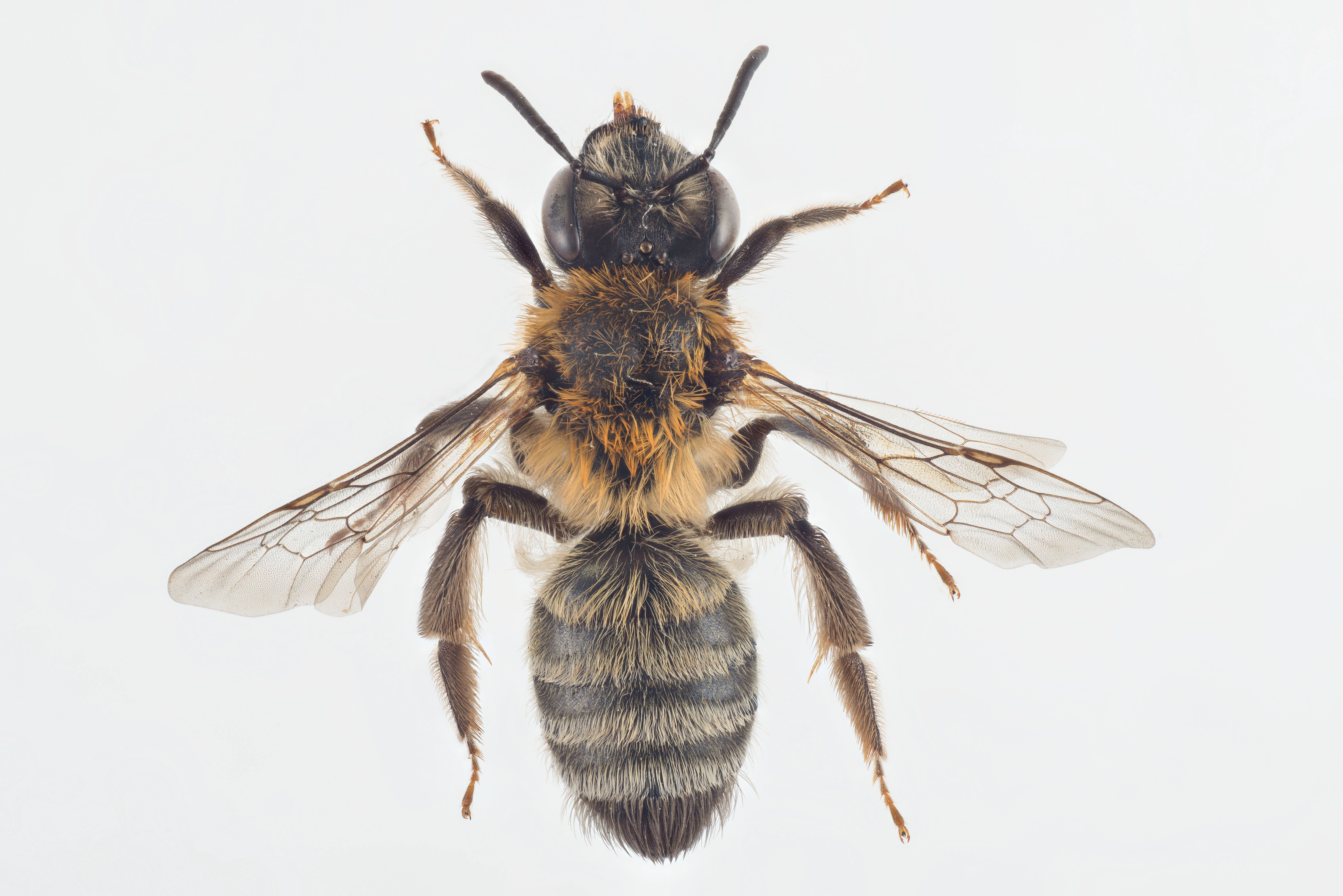 : Andrena fuscipes.