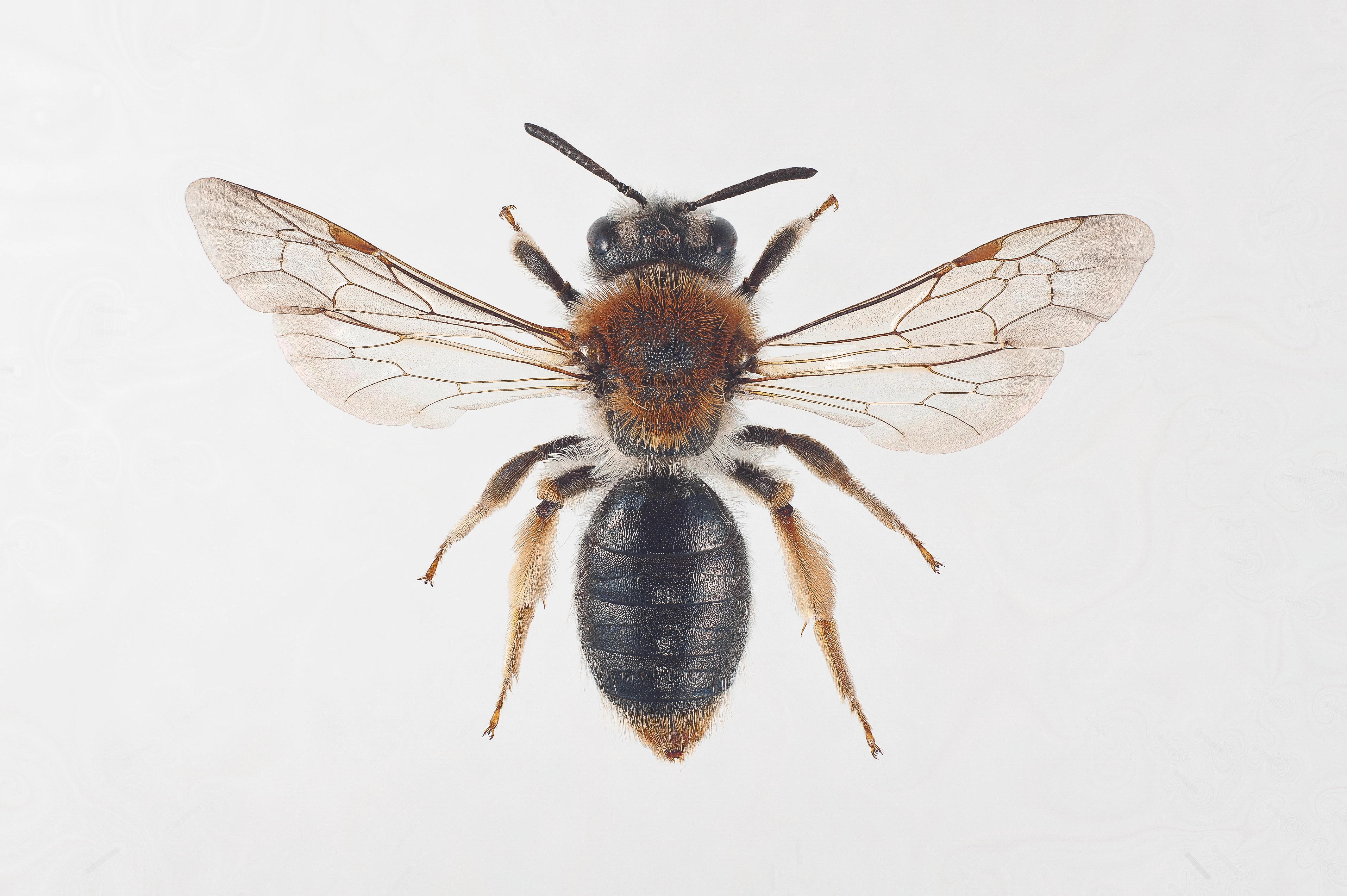 : Andrena haemorrhoa.