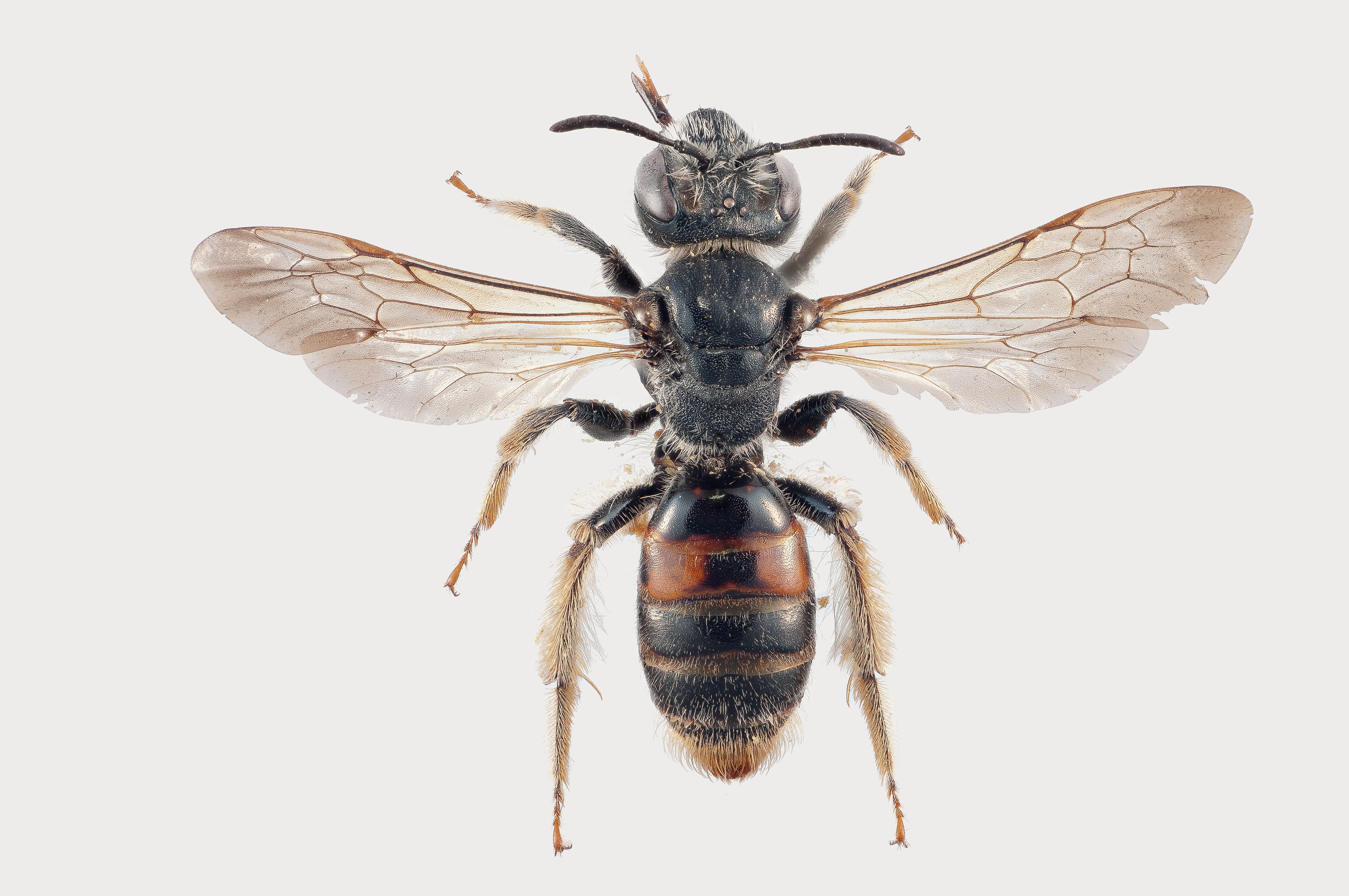 : Andrena hattorfiana.