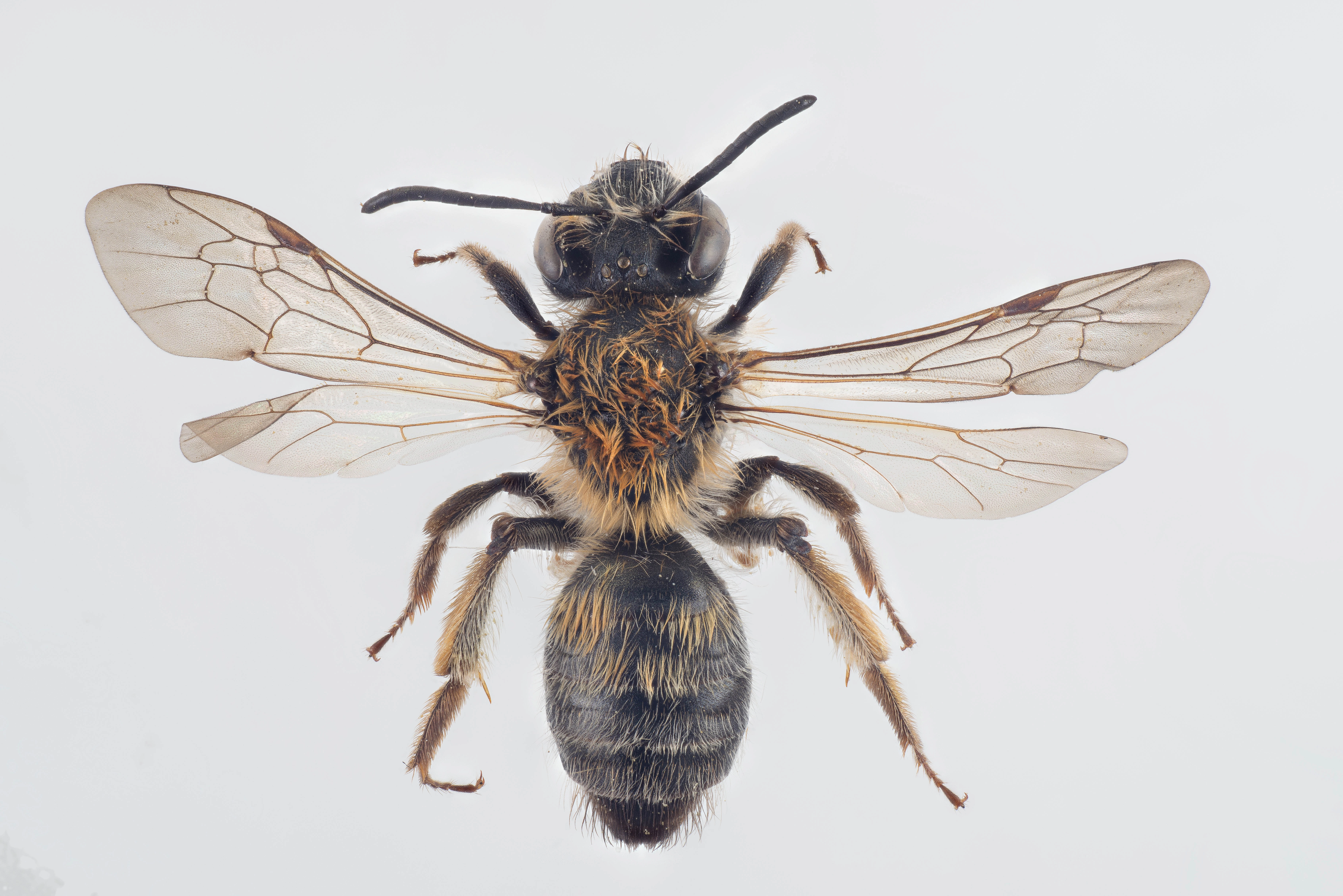 : Andrena helvola.